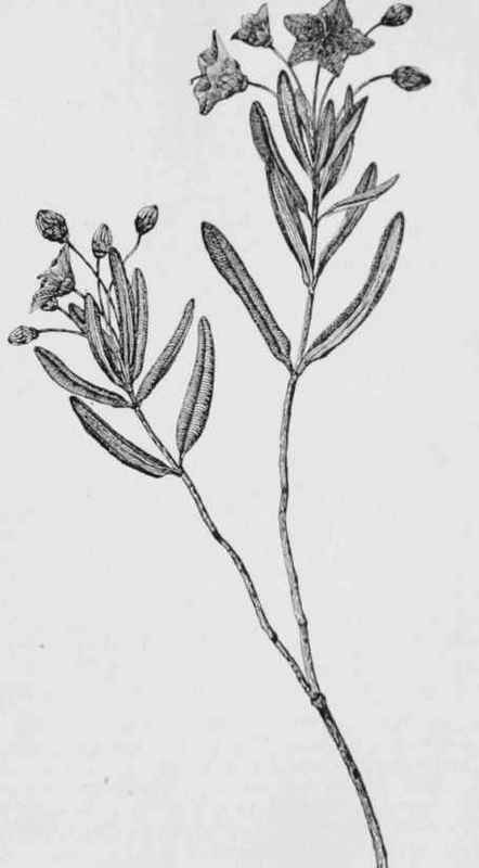 Pale Laurel (Kubnia polifolia)