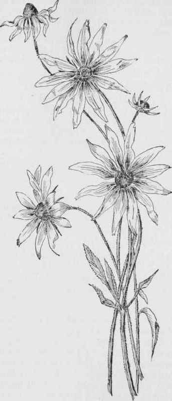 Purple Cone Flower (Rudbeckia hirta)