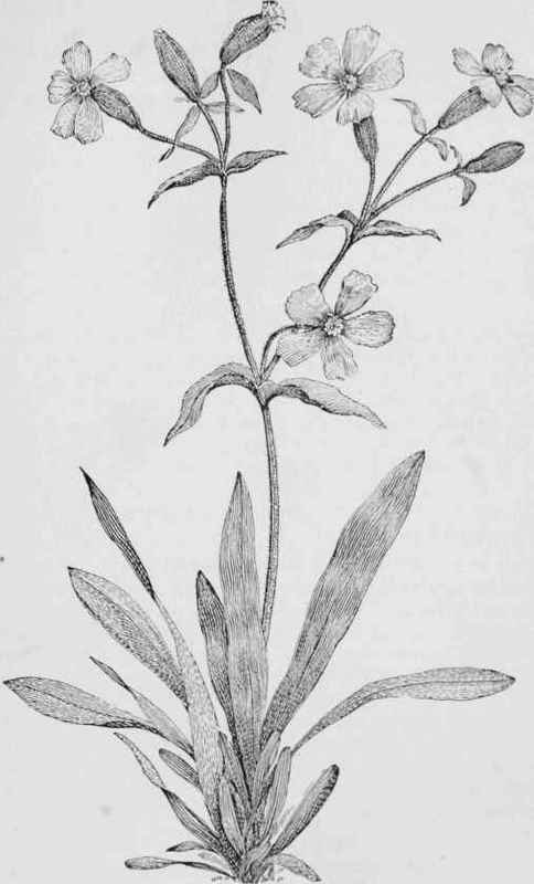 Wild pink (Silene pennsylvanica)