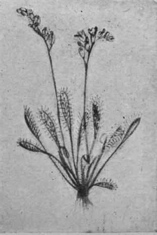 Fig. 10.   Long leaved Sundew.
