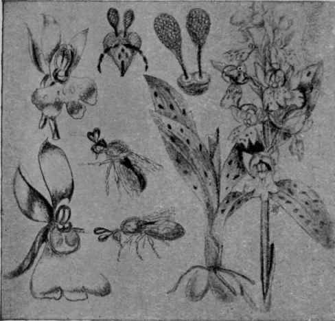 Fig. 11.   Fertilization of Orchids by Bees.