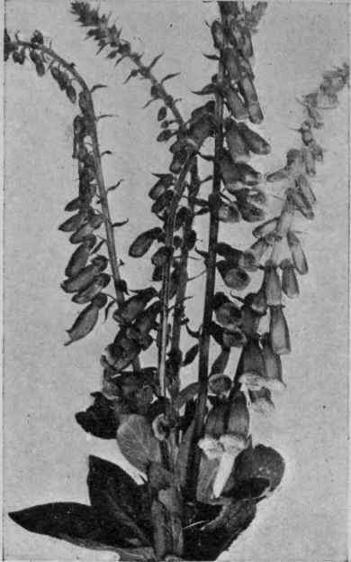 Fig. 14.   Foxglove (Digitalis purpurea).