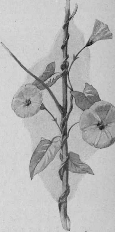 Fig. 16.   Wild Convolvulus.
