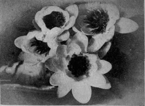 Fig. 17.   White Water Lily (Nymphaea alba).