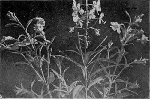 Fig, 18.   Rosebay Willow herb,