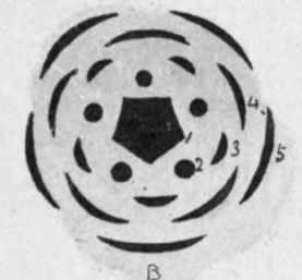 Fig. 2.   Diagram of Mono  and Dicotyledon.