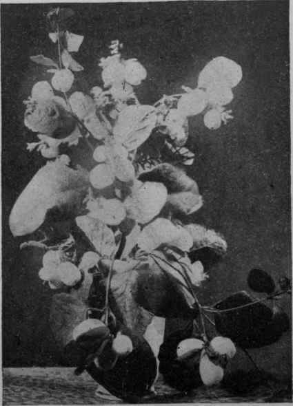 Fig. 20. Snowberry.