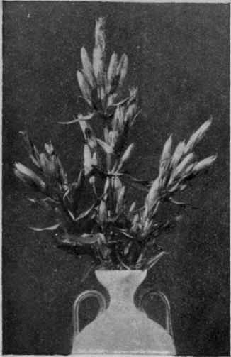 Fig. 23. Gentian.