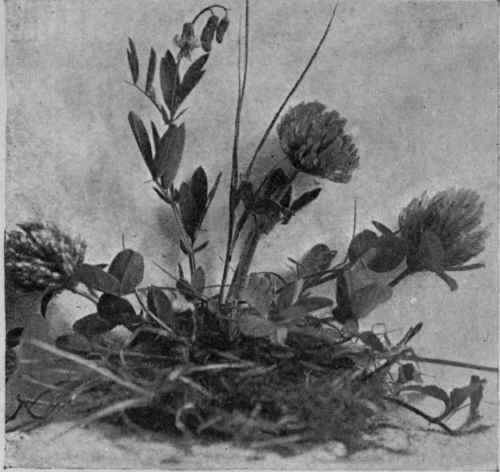 Fig. 24. Clover and Vetch: Legumes (see Group xv).