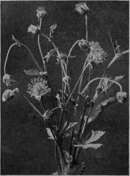 Fig. 25. Herb Bennet.