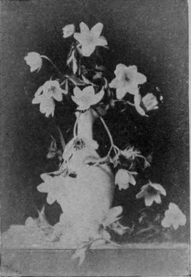 Fig. 27.  Wood Anemone.