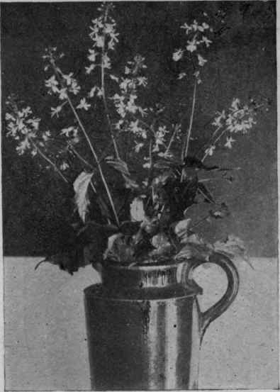 Fig. 28.   Enchanter's Nightshade (Circaea, Group i).