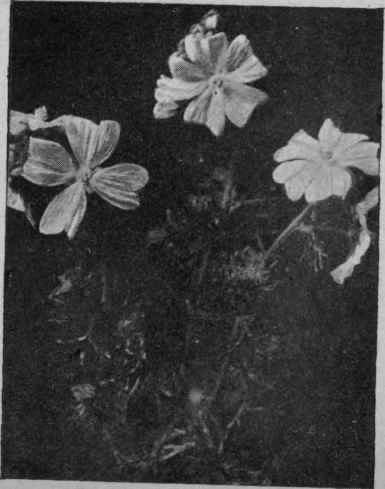 Fig. 29.   Musk Mallow (see Group xviii).