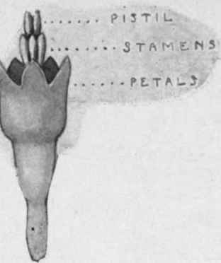 Fig. 3.   Disk florets of Daisy.