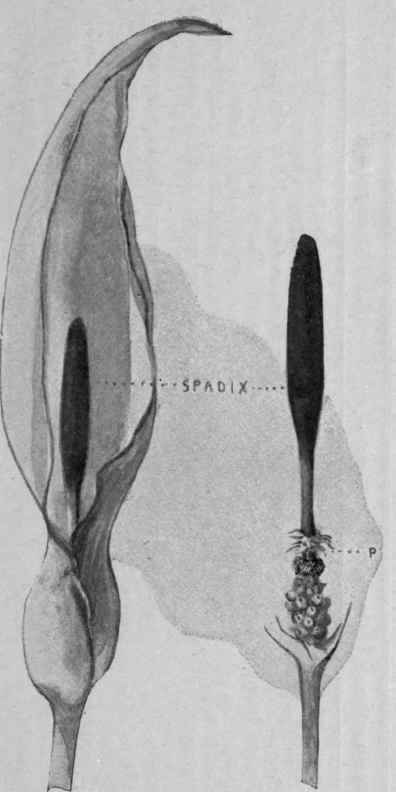 Fig. 31.   Arum Spathe and Spadix. (P) Palisade to keep insects inside the flower.