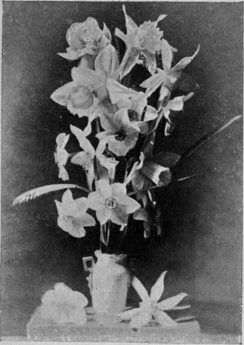 Fig. 4.   A Study of Narcissus Blooms (see Group ix, p. 51),