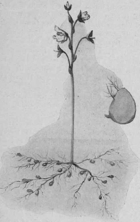 Fig. 8.  Bladderwort (Utricularia).
