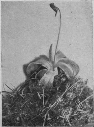 Fig. 9.   Butterwort and Round leaved Sundew.