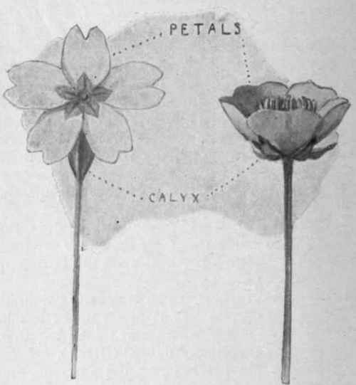 Fig. i.   Blossoms of Primrose and Buttercup, showing petals and calyx.