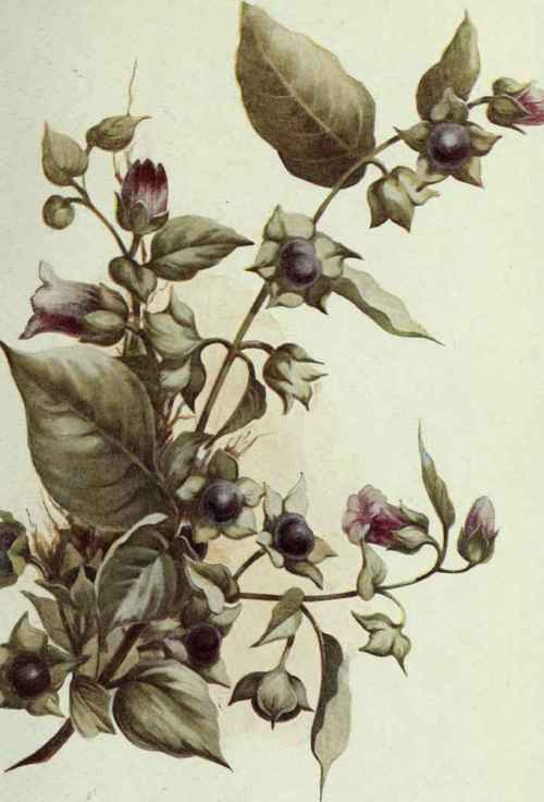Plate III.   Deadly Nightshade.