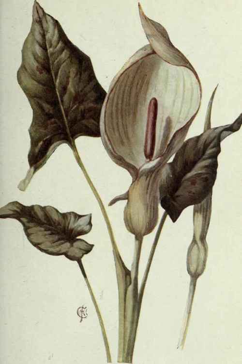 Plate IV.   Arum.