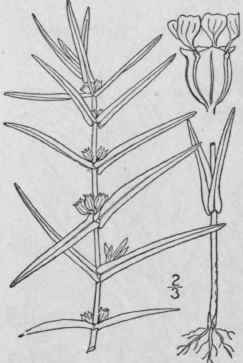 1 Amm nnia Houst L Sp Pl 119 1753 1340