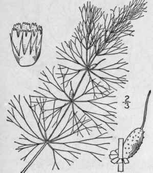 1 Ceratophyllum L Sp Pl 992 1753 176