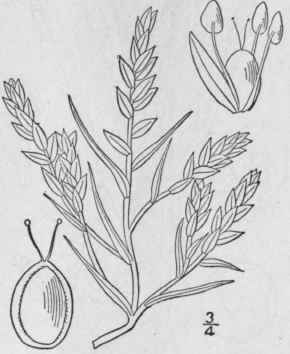 1 Corispermum Hyssopifolium L Bug Seed 47