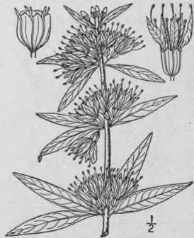 1 Decodon Verticill Tus L Ell Swamp Loosestrife Or 1345