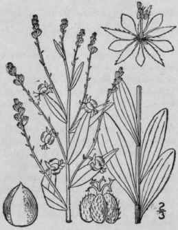 1 Ditaxis Mercuri Lina Nutt Coult Tall Ditaxis 1061