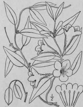 1 Gels mium Juss Gen 150 1789 1668