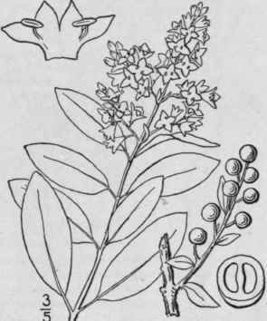 1 Ligustrum Vulgare L Privet Prim 1667