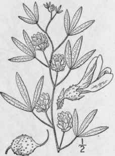 1 Psoralea Lanceol Ta Pursh Lance Leaved Psoralea  833