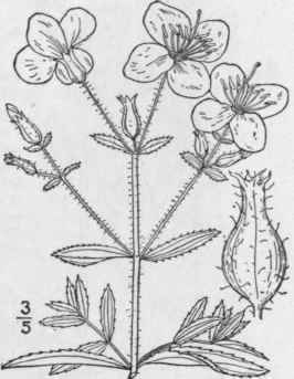 1 Rhexia Mari Na L Maryland Meadow Beauty 1351