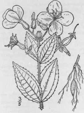 1 Rhexia Mari Na L Maryland Meadow Beauty 1352