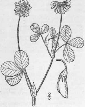 12 Trifolium Hybridum L Alsike Or Alsatian Clover 827