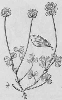 12 Trifolium Hybridum L Alsike Or Alsatian Clover 828