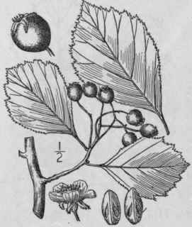 15 Crataegus Neofluvi Lis Ashe New River Thorn 691