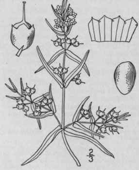 2 Ammannia Ko Hnei Britton Koehne s Ammannia 1342