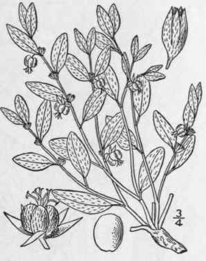 2 Ditaxis H Milis Engelm Gray Pax Low Ditaxis 1062