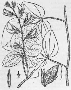 2 Dolicholus Latif Lius Nutt Vail Prairie Rhynchos 985