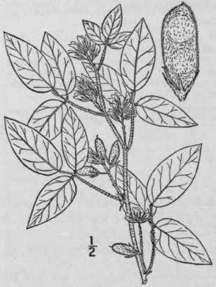 2 Dolicholus Latif Lius Nutt Vail Prairie Rhynchos 986