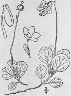 2 Mon ses Salisb S F Gray Arr Brit Plants 2 403 18 1547