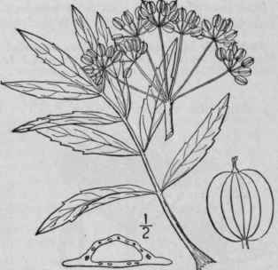 2 Oxypolis Rigidius L Rat Low Bane Hemlock Or Wate 1473