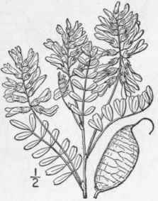 2 Phaca Negl Cta T G Cooper s Milk Vetch Fig 2554 896