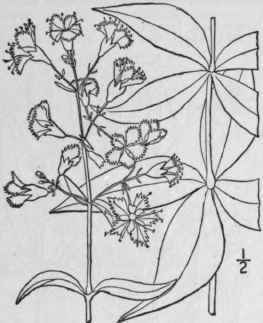 2 Silene Stellata L Ait Starry Campion Thermon Sna 144