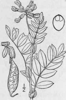 27 Phaca L Sp Pl 755 1753 895