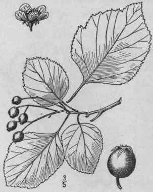 28 Crataegus J Ckii Sargent Jack s Thorn 705