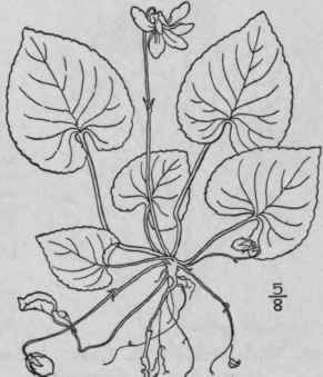 28 Viola Bl Nda Willd Sweet White Violet 1292