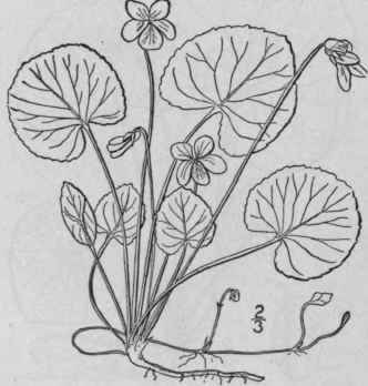 28 Viola Bl Nda Willd Sweet White Violet 1293